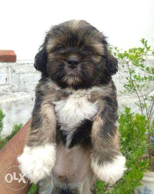 Top fine quality lhasa apso pup for sale long shiny hairs