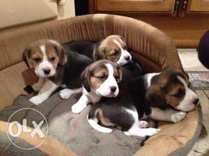 Top quality 100% pure Beagle female and male puppy available