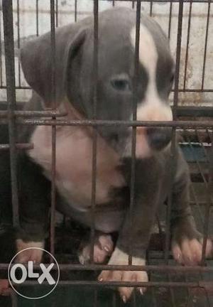 Top quality American bully blue female with blue