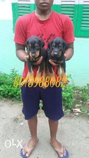 Top quality Doberman and gsd available for sall