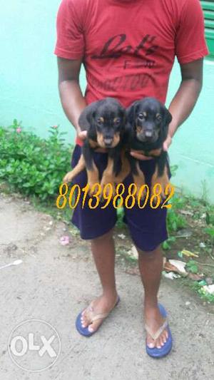 Top quality Doberman puppies for sall