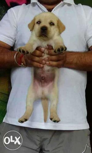 Top quality Golden labrador puppies healthy and