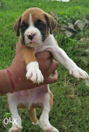 Top quality full marking Boxer Puppy