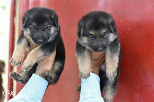 Top quality gsd puppy for Sall