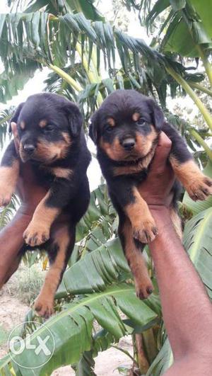 Top quality heavy rottweiler & all types of pupps