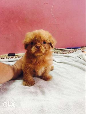 Top quality lahsa apso puppies avilable for only