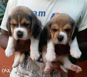 Top show quality puppies beagle with kci papers