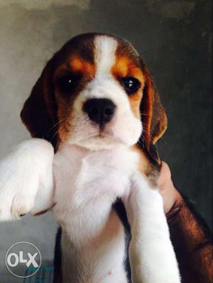Tricolor Beagle Male nd female pup available..