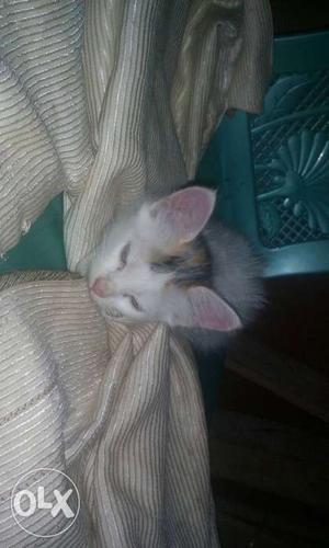 Tricolor Kitten