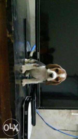Tricolor beautiful Beagle puppy available for sell