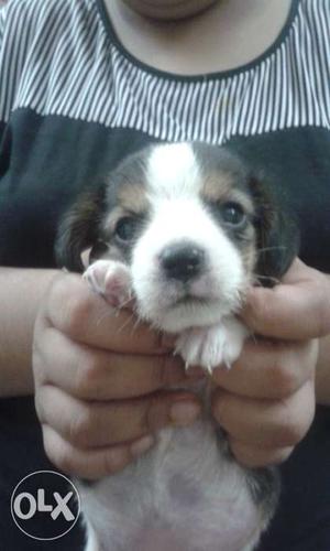 Tricolour beagle available