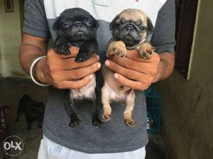 Two Black And Brown Pug Puppies