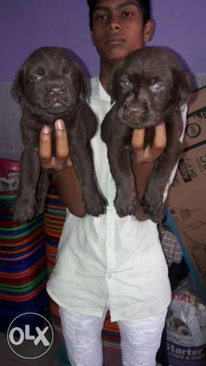 Two Small-coated Black Puppies