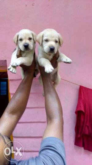 Two Small-coated White Puppies