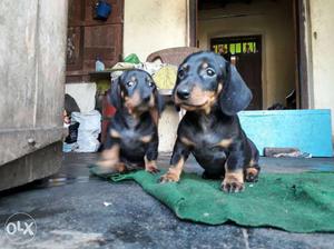 Two Smooth Black-and-tan Dachshund Puppies