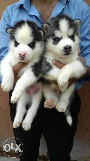 Two White-and-black Siberian Husky Puppies
