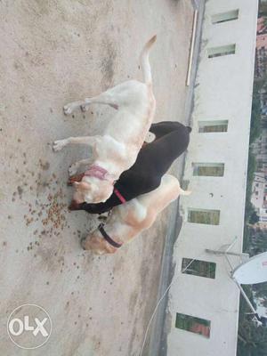 Two Yellow Labrador Retriever And Black-and-tan Doberman