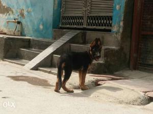 Very Healthy German shepherd male pappy 4 month