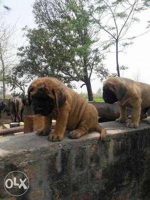 Very Huge Size Giant Breed Puppies Available