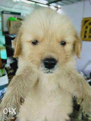 Very good quality golden retriever female puppy