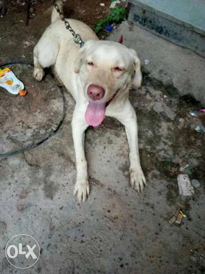 Very nice female dog 8 month old my number