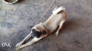 Want o sell my pug 8 month  rps