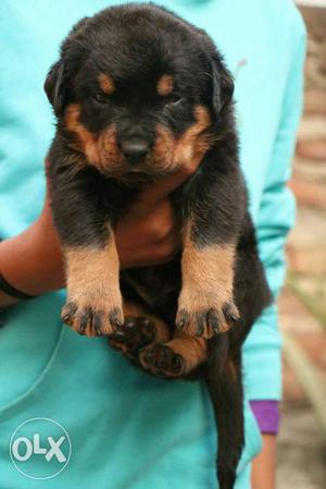 We have show quality Rottweiler female puppy for