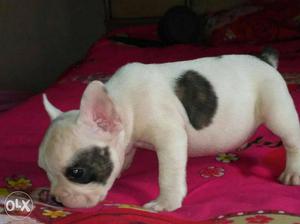 We have top french bulldog PUPS