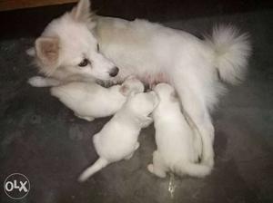White 110% Male Pomeranian dogs with genuine price