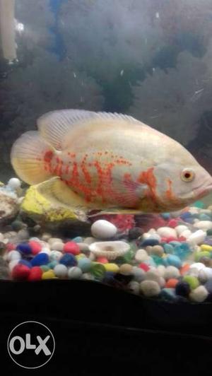 White And Orange Oscar Fish 7.8 inch