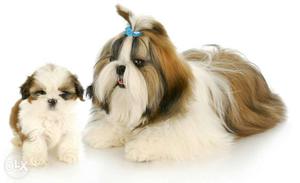 White And Tan Shih Tzu Puppies avable pure breed import