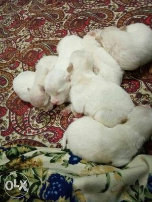 White German spitz pups very beautiful 30 days old