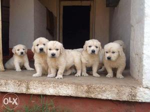 White Golden Retriever Puppies For Show And Loving Homes