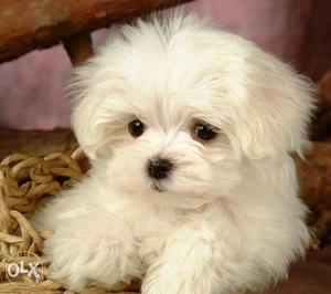 White. laspo. puppies available pure breed import