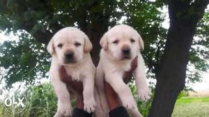 Yellow Labrador Retriever Puppies