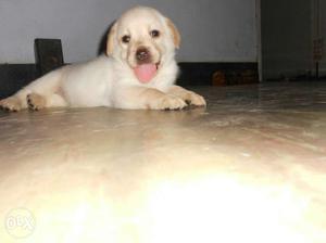 Yellow Labrador Retriever Puppy