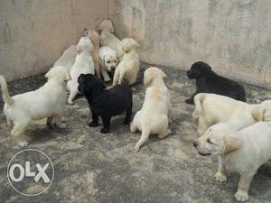 lo4l64 Vaccinated Labrador Retriever Puppies