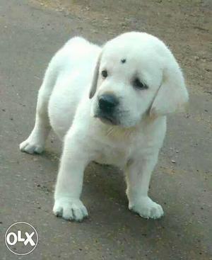 lo4l64 first vaccin done lab puppies available