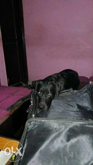 1 nd a half year old labrador for sale