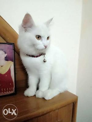 100% Pure Persian Cat, 5 Month Old, Doll Faced