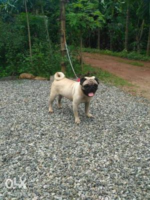 12 month old pug for sale