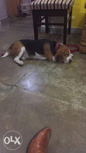 15 months old male beagle without mating.