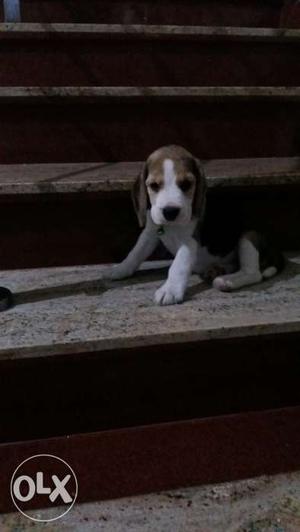 2 months old show quality beagle puppy with