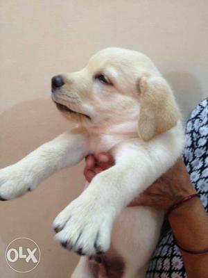 2 months old white Labrador vaccination done