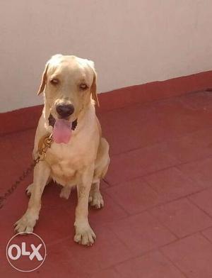2 years old Labrador proven male available