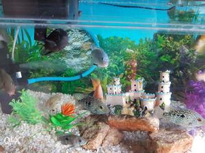 3.3 ft aquarium tank, rock, stones, oxy pump,