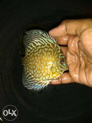 3.5" size Turquoise Discus available