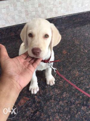 3 month old labrador certified