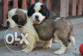 30 days old SAINT BERNARD puppy for sell with paper