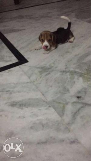 55 days old beagle for sale